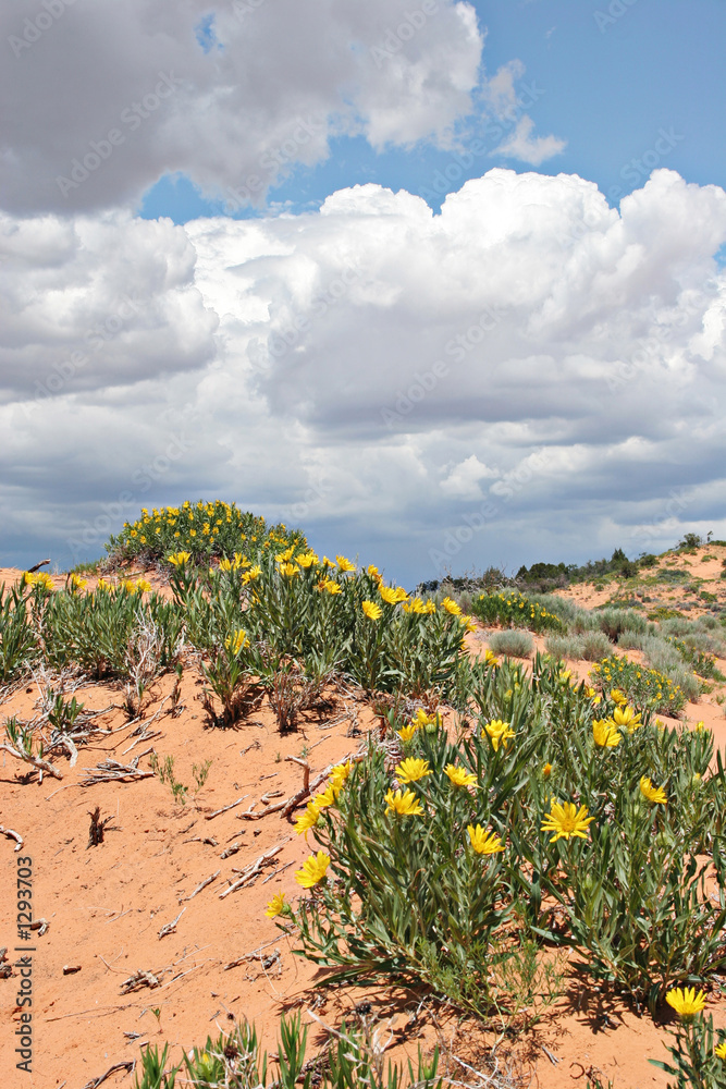 yellow flowers in pink sand dunes yellow flowers in pink sand dunes