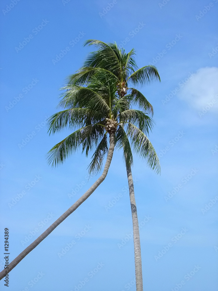 Fototapeta premium two coco-trees