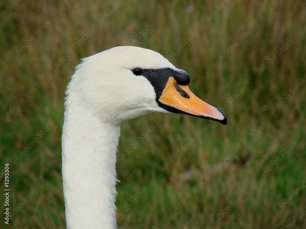 swan swan