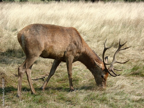 wild deer grazing
