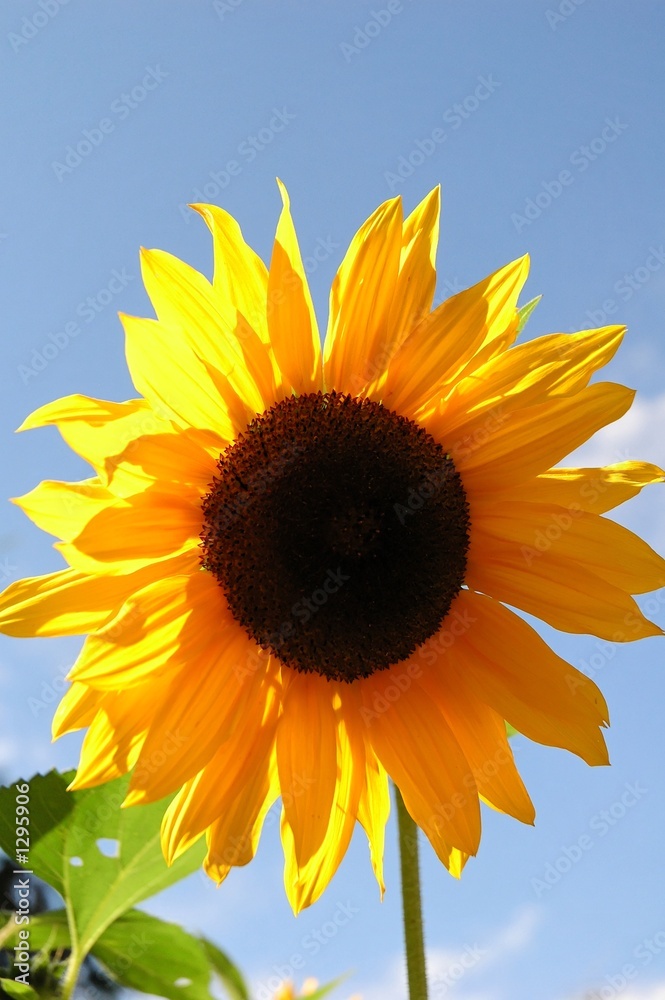 Obraz premium sunny sunflowr