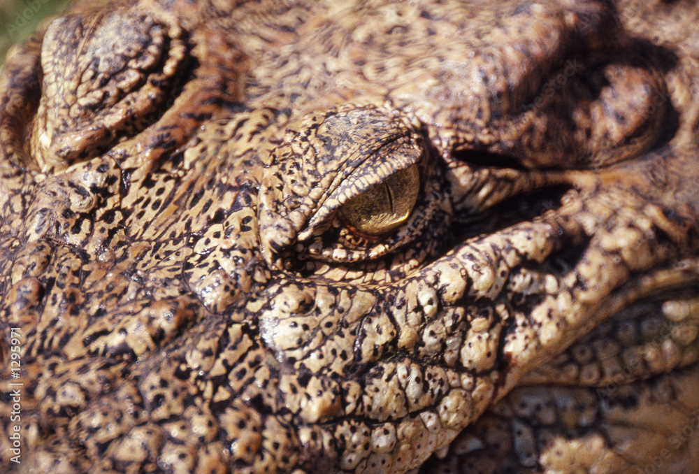 Fototapeta premium crocodile(crocodylus porosus)