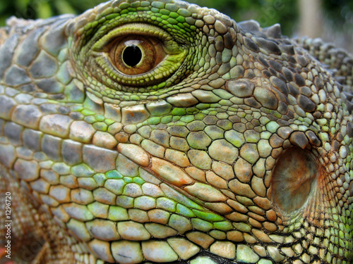 tête et oeil d'iguane