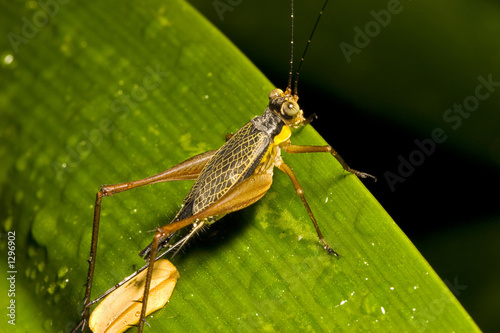 cricket