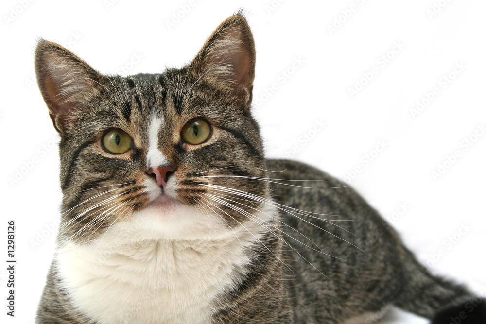 Fototapeta premium cat