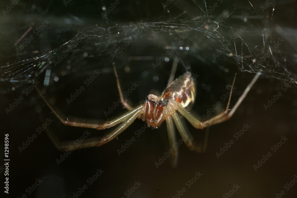 Naklejka premium tunnel webb spider