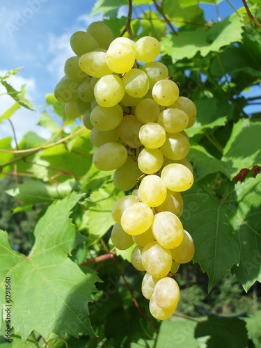 green grapes