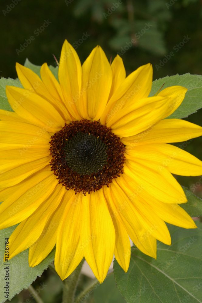 Obraz premium sunflower