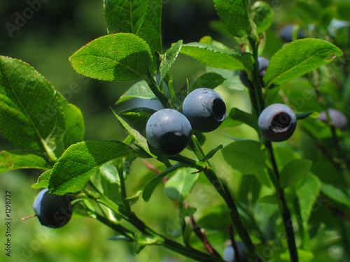 blueberry fields forever... photo