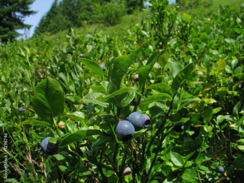 blueberry fields forever... photo