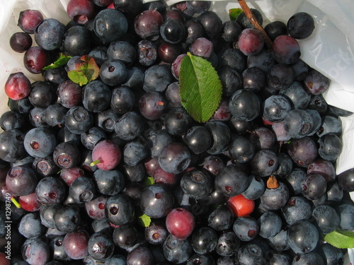 blueberry feast! photo
