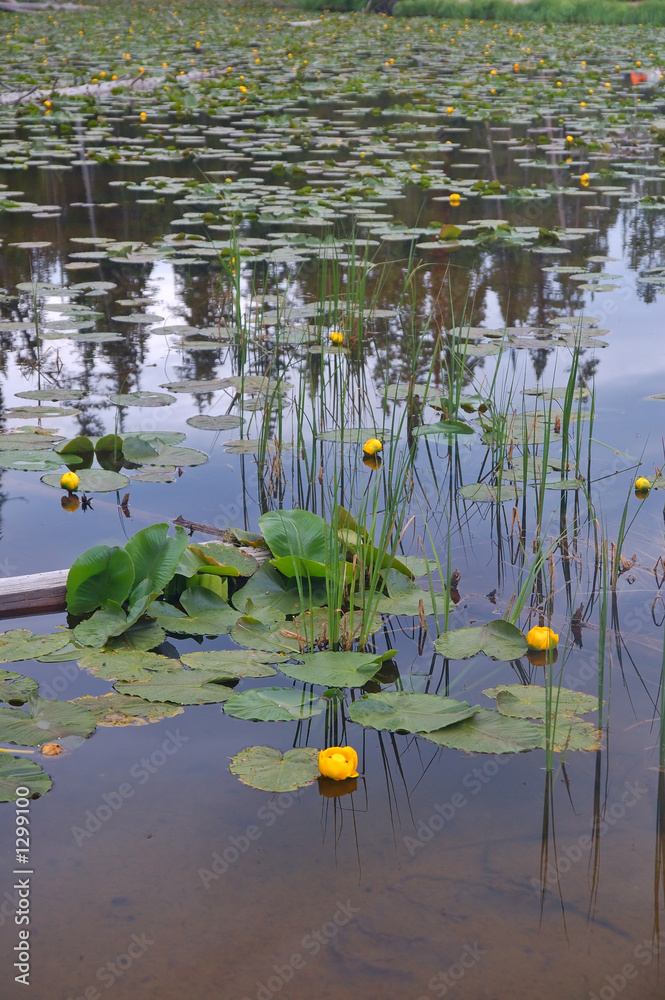 lilies lilies