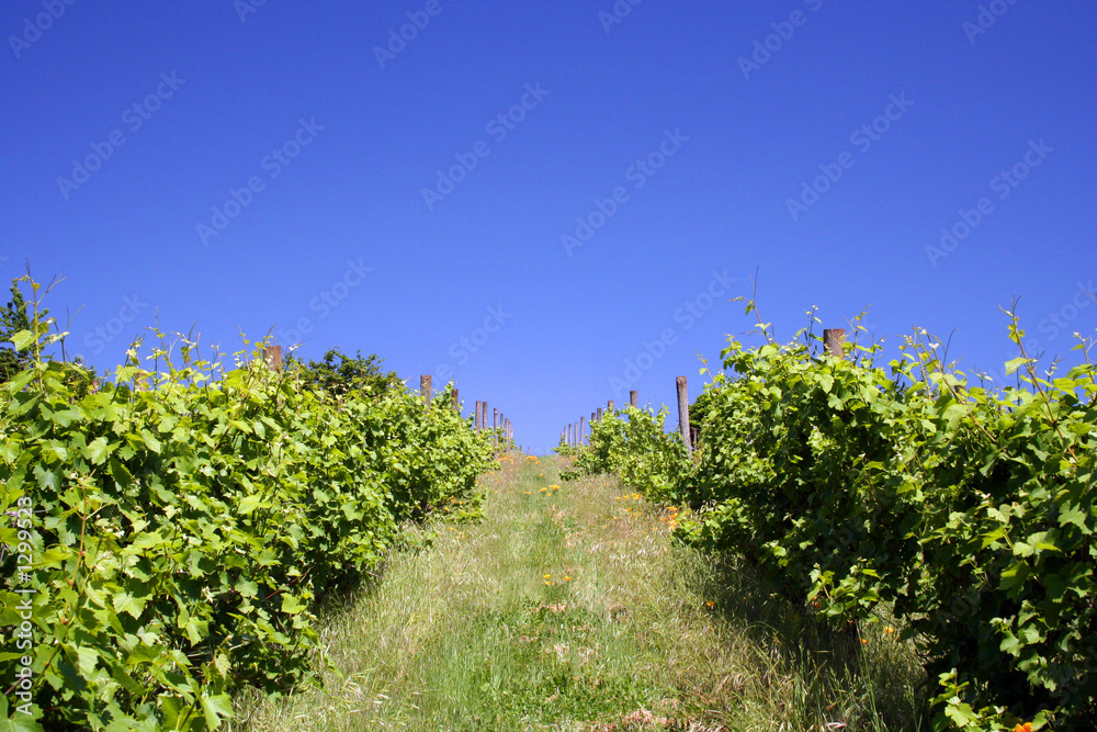 vineyard hill in summer