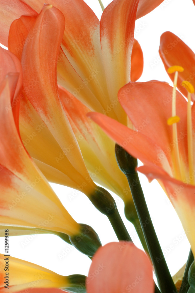 clivia flowers closeup