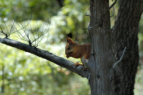 squirrel