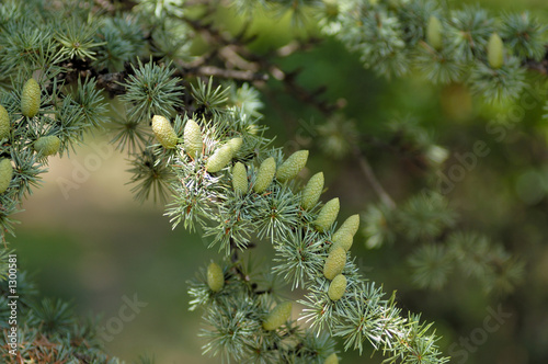 cones