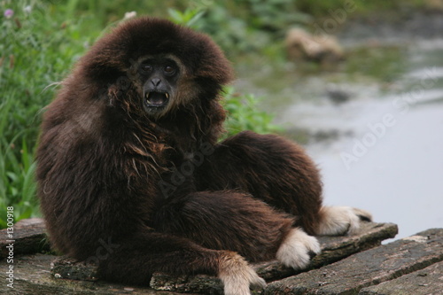 Fotografie gibbon à mains blanches assis