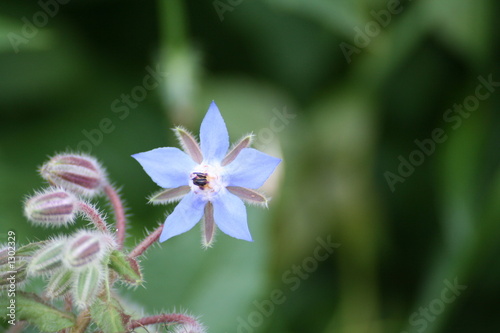 bleue