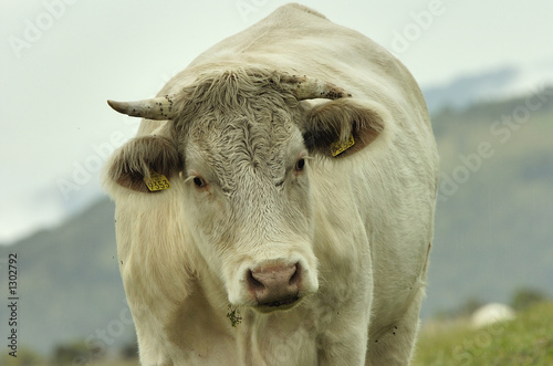 bull
