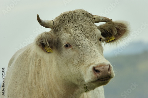 bull
