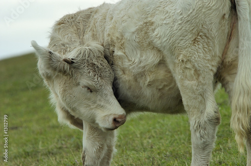bull