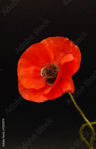 red bloom