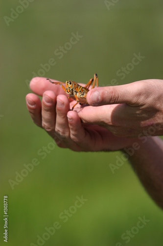 man holding a grasshopper