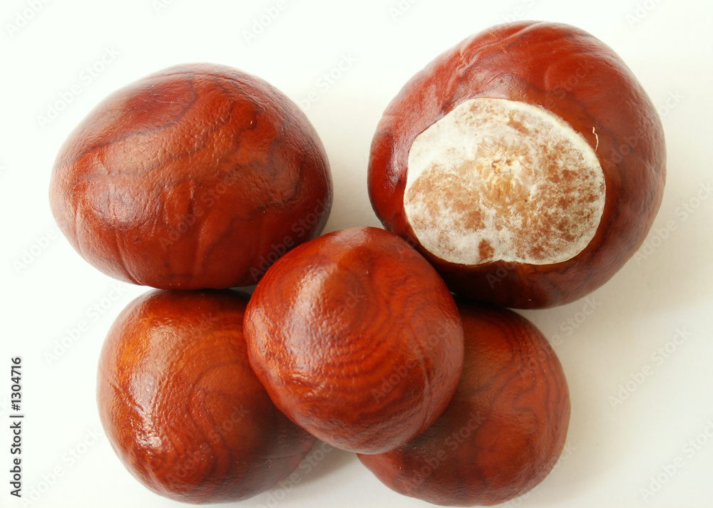 chestnut chestnut