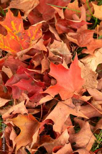 autumn maples