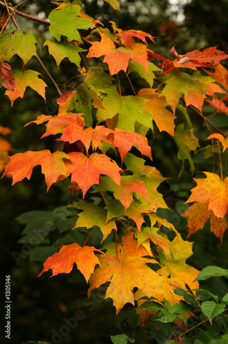 autumn colours