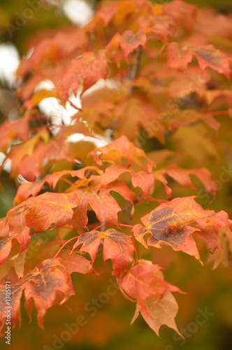 maple