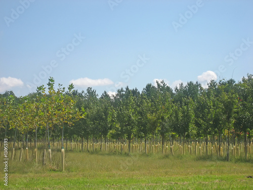 tree nursery 2