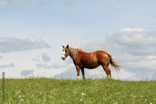 horse in a fieldq