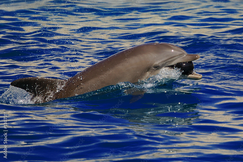 Obraz premium dauphin