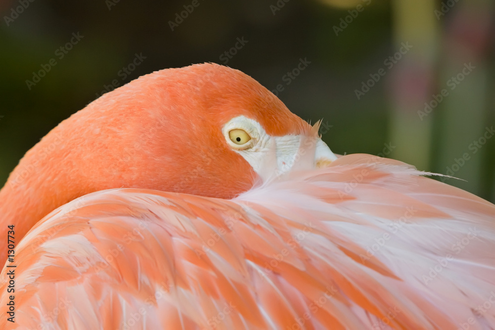 Fototapeta premium flamingo