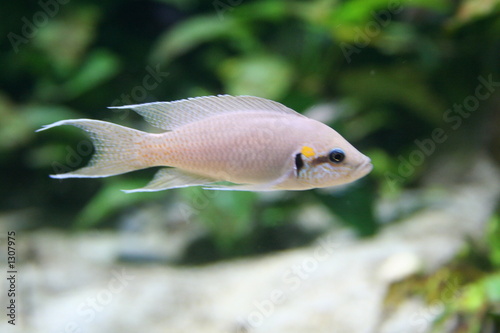 cichlasoma, tropical fish