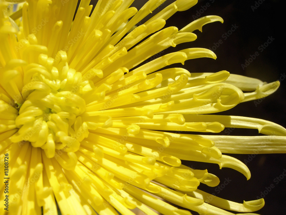 yellow mum yellow mum