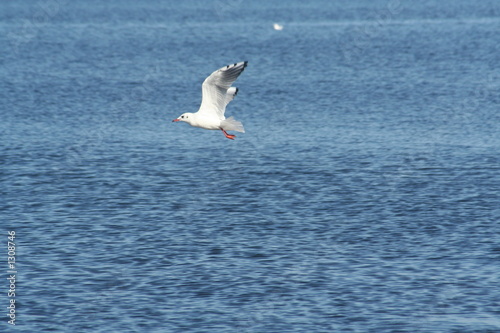 sea-gull and water