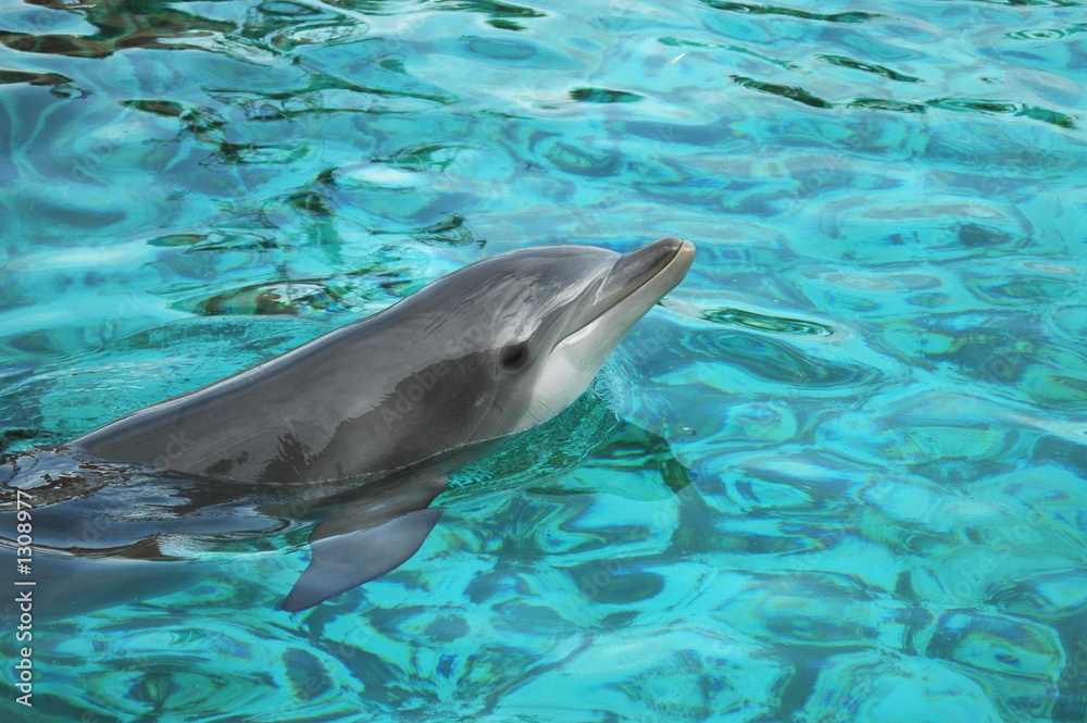 Obraz premium dauphin