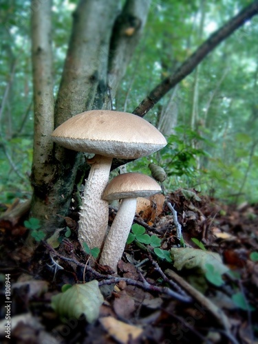 a kind of mushroom