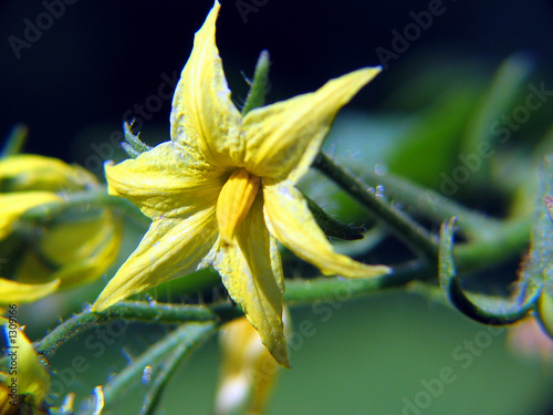 tomatenblüte