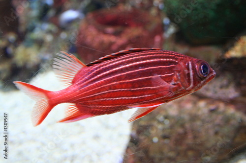 red cichlasoma , tropical fish photo