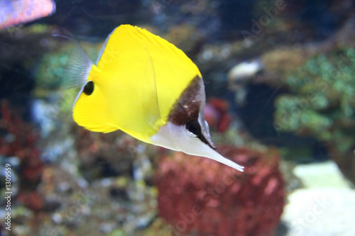 tropical fish , chaetodon