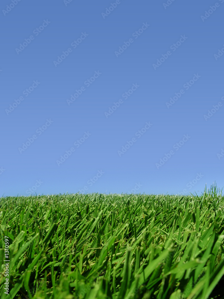 Fototapeta premium background of sky and grass