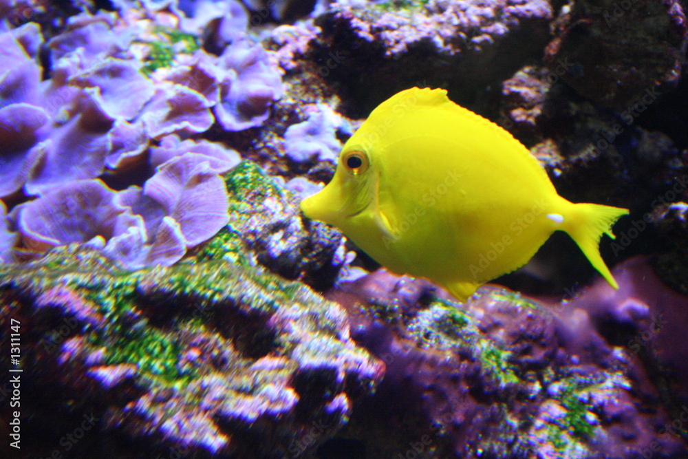 Obraz premium tropical angelfish