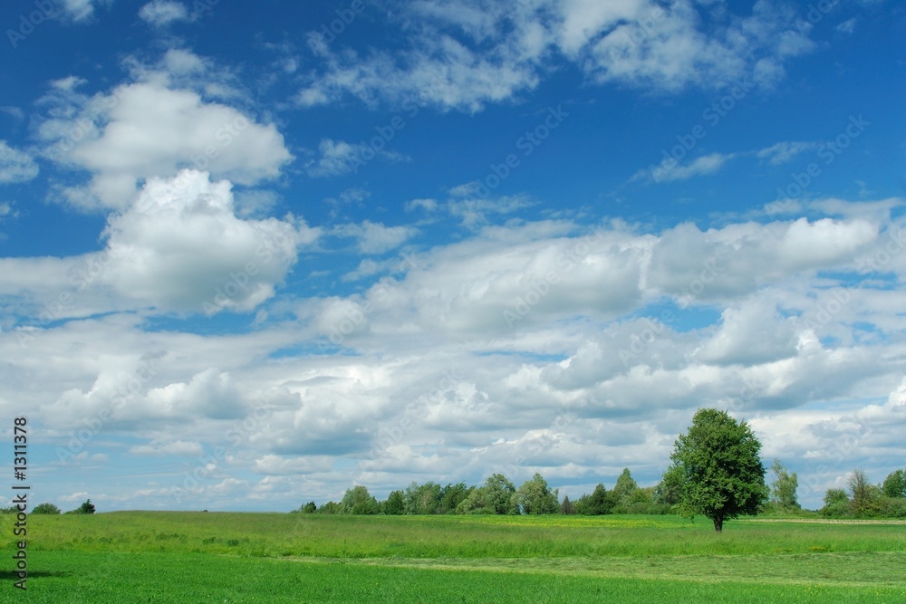 summer landscape