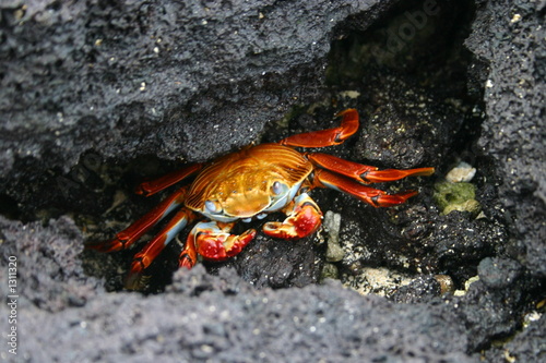 Obraz na plátně galapagos sally light-foot crab