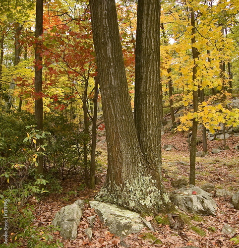 autumn forest