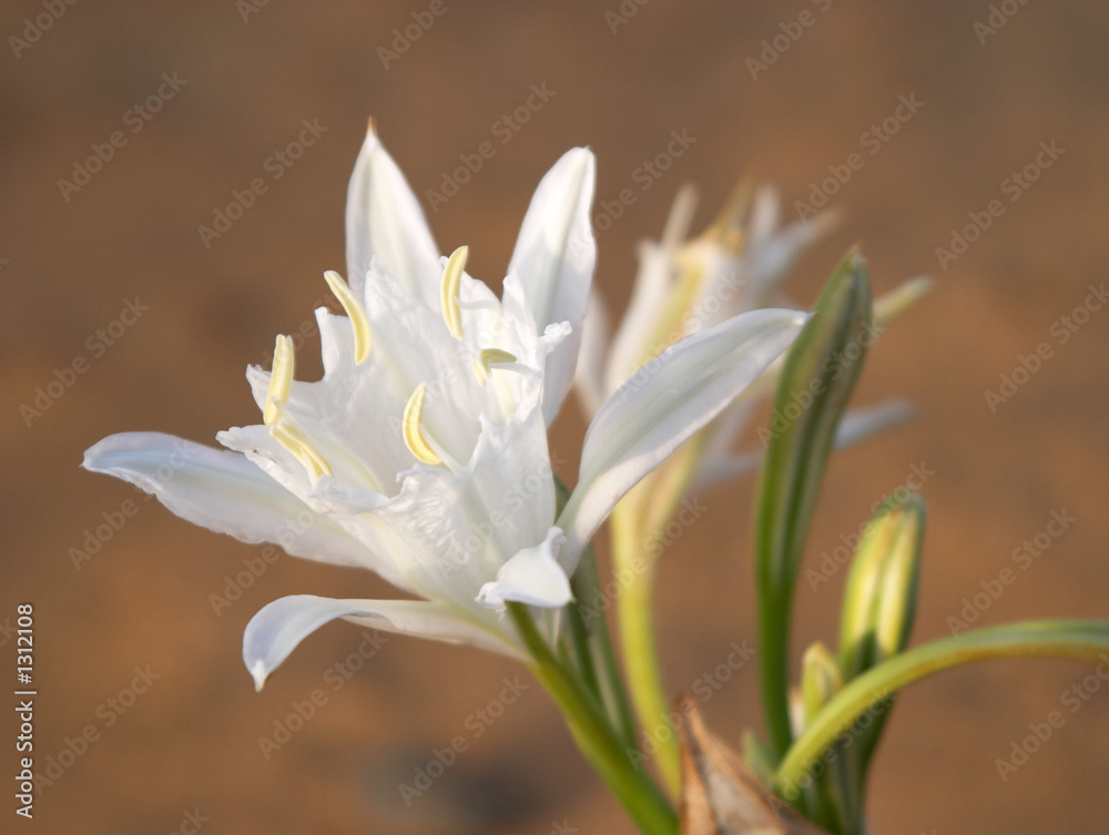 Obraz premium wild white flower (lily) on sand dunes