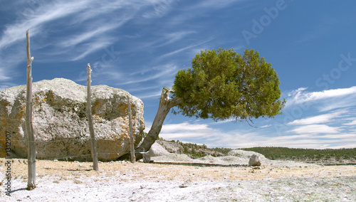 stones and trees
